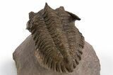 Detailed Metacanthina Trilobite - Lghaft, Morocco #312724-4